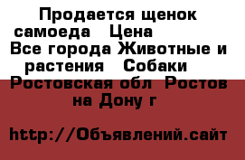 Продается щенок самоеда › Цена ­ 15 000 - Все города Животные и растения » Собаки   . Ростовская обл.,Ростов-на-Дону г.